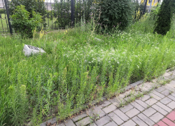  В густой траве могил Героев уже не видно: мемориальные комплексы Борисоглебска заросли