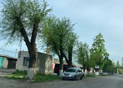 В Борисоглебске продолжается «омолаживающая» обрезка деревьев