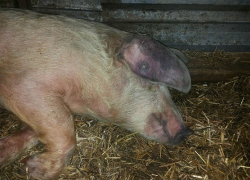 В соседнем с Воронежской областью регионе нашли очаг АЧС