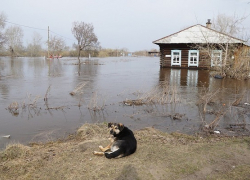МЧС сообщило о риске затопления Борисоглебского, Новохоперского и Грибановского районов на этой неделе