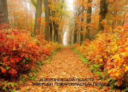 В лесах Воронежской области официально завершен пожароопасный сезон
