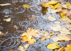 Рабочая неделя в Борисоглебске обещает быть дождливой