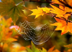 В сентябре борисоглебцев ожидает тёплое и сухое «бабье лето»