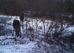 Сотрудники Хоперского заповедника провели зимний учет животных