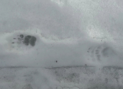 В Хопёрском заповеднике после зимней спячки проснулся барсук