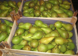 Партию свежих груш из Польши уничтожили в Воронежской области