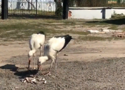 В Борисоглебске гуляющие возле Знаменской церкви аисты стали главным событием уходящих выходных