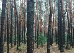 Как Борисоглебск «отмечает» год экологии…