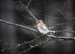 Синоптики объяснили, чем вызваны аномальные температурные качели этой зимой в Воронежской области