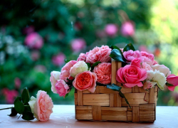 «Здесь будет город-сад!» Смотр-конкурс в Князь-граде в рамках фестиваля «Во славу Бориса и Глеба».