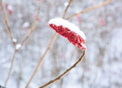 Синоптики рассказали, когда в Воронежской области растает снег