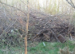 Под Борисоглебском дачники «загаживают» лесопосадки