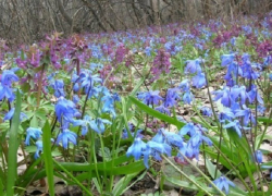 Грачи прилетели. Прогноз погоды на апрель в Воронежской области