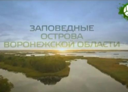 Хопер, заповедник и выхухоль:  в Воронежской области состоялась презентация фильма об уникальной природе Черноземья