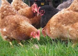 Посчитайте ваших кур. У граждан будут искать «сверхнормативную собственность»