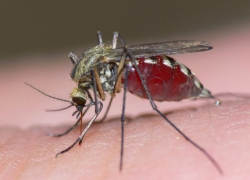 Комар носа не подточит. Эффективные народные средства от назойливых насекомых