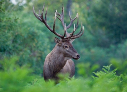 Борисоглебская «Оленья балка» расширит свои угодья в Поворинский район