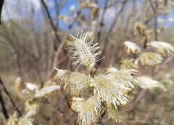 В последнюю рабочую неделю апреля в Воронежской области потеплеет до +18 