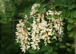 Минприроды опубликовало список запрещенных в Воронежской области растений