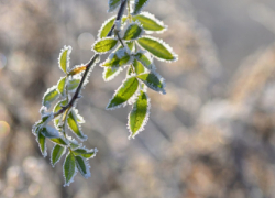Почему пошёл снег и какую погоду ожидать в последние дни апреля в Воронежской области,  рассказали синоптики