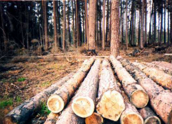 Борисоглебцам на заметку. О предоставлении каждому россиянину 150 кубометров леса бесплатно.