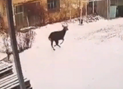 Пробегающий через Новохоперск самец косули попал на видео