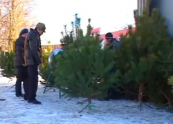 Стало известно, где в Борисоглебске можно будет купить елку