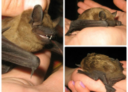 Многодетная семья из Борисоглебска  спасла от холода  летучую мышь