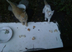 В маленьком Борисоглебске всем хватит места?