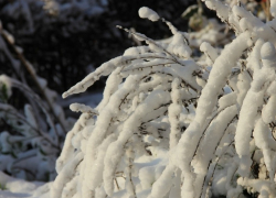 Легкие морозы с небольшим снегопадом спрогнозировали в Воронежской области