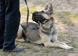 Правила выгула собак в Воронежской области станут более жесткими