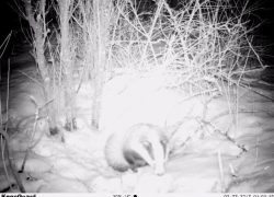 Сотрудникам Хоперского заповедника удалось сфотографировать проснувшегося после зимней спячки барсука