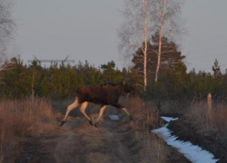 «Летающего» лося сфотографировали жители поселка Варварино 