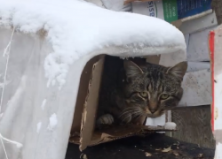 Кошачий городок построили местные жители в Грибановке