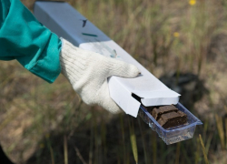 В Грибановском районе диких животных прививают от бешенства