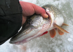 С 15 января в водоемах Воронежской области запрещен вылов щуки