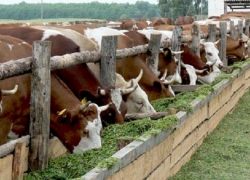 Воронежская область оказалась среди лидеров по развитию животноводства в 2017 году