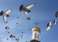 Жителей Воронежской области просят не покупать птиц на Благовещение