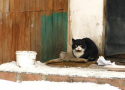 «Кладбище домашних животных» Борисоглебска: почему владельцы новых квартир «забыли» своих питомцев?