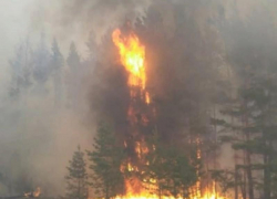 Прокуратура заинтересовалась крупным пожаром в Хопёрском заповеднике