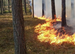 Дождь понизил уровень пожарной опасности в восточных районах Воронежской области