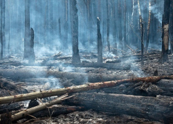 В Воронежской области за 2018 год выгорело 87 га леса