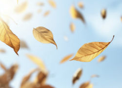 Жителей Воронежской области предупредили о сильном ветре 