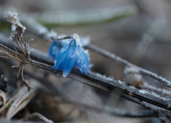 Арктический циклон принесет в Воронежскую область заморозки