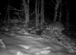 В Хопёрском заповеднике появились азиатские шакалы