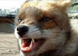 В Воронежской области почти в два раза возросло количество бешеных животных 