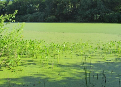 Водоёмы в Новохоперском районе захватывают ядовитые водоросли