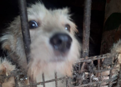 Частный приют для животных в Поворинском районе терпит бедствие