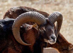 «Оленья балка» поделилась фотопортретами своих обитателей