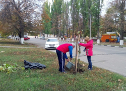 Первый осенний общегородской субботник прошел в Борисоглебске